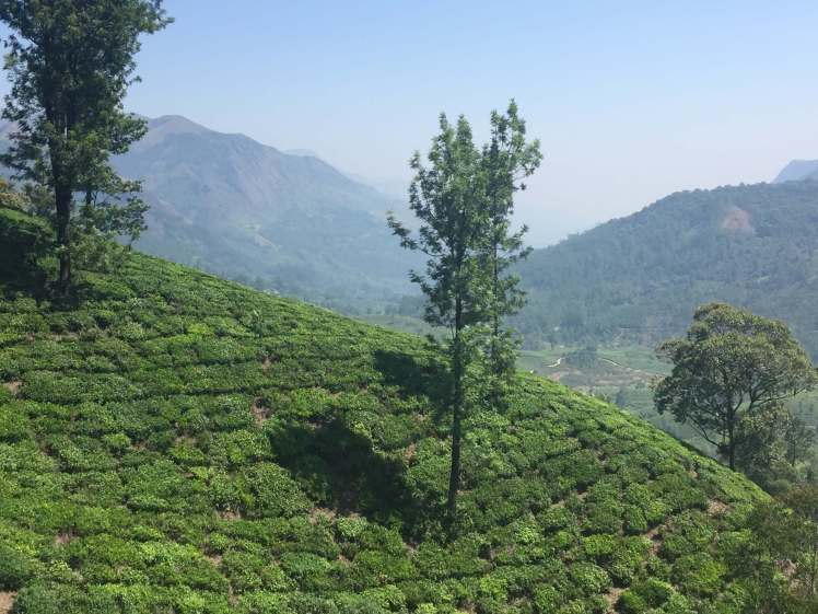 Tea Plantation near Munnar, Kerala, India